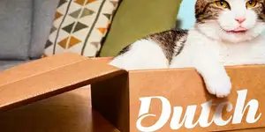 ��������� ������������ Dutch �������� �� ����� ����������� �������� ������