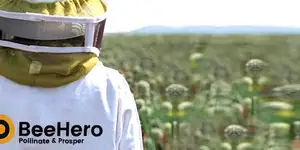 �������� BeeHero ������� $42 ��� ������������ ��� B �� �������� � ���������� ������������ ��������