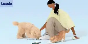�������� Lassie ������� 23 ��� ���� � ����� ��� B �� �������� ��������� ����������� �������� ������