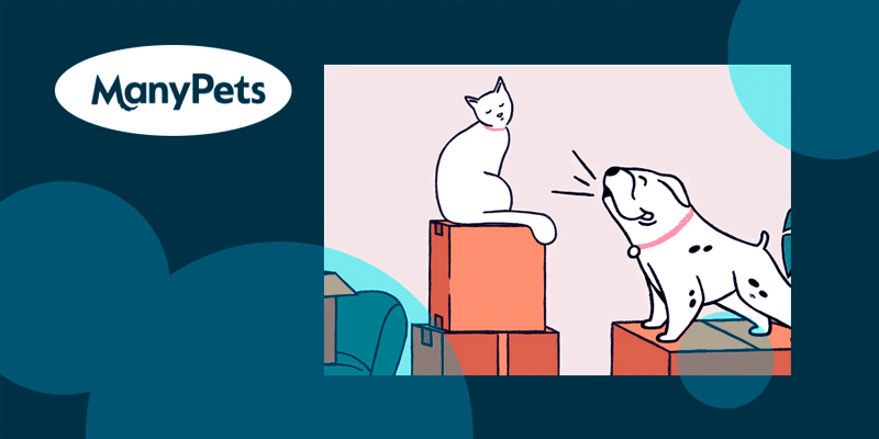��������� ManyPets �������� ����� � ChatGPT ��� ������� ������� ����������� �������� ������